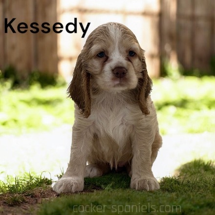 puppy, for, sale, Cocker Spaniel, Joe & Cherri  Overlease, dog, breeder, Miller, MO, dog-breeder, puppy-for-sale, forsale, nearby, find, puppyfind, locator, puppylocator, aca